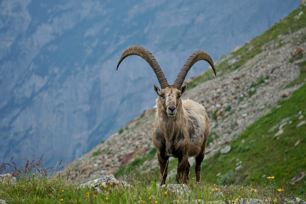 Ibex, chamois, mouflon & deer in the Alps: What just ran by? - Run the Alps